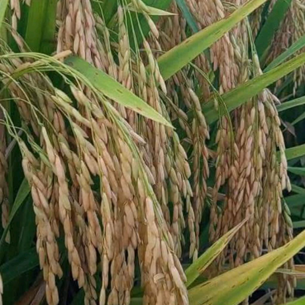 Benih Padi Hibrida Suppadi 56 Potensi Tinggi Kualitas Unggul 5kg Ori