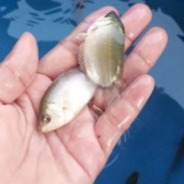 Bibit ikan Tembakang size silet ikan sehat berkwalitas