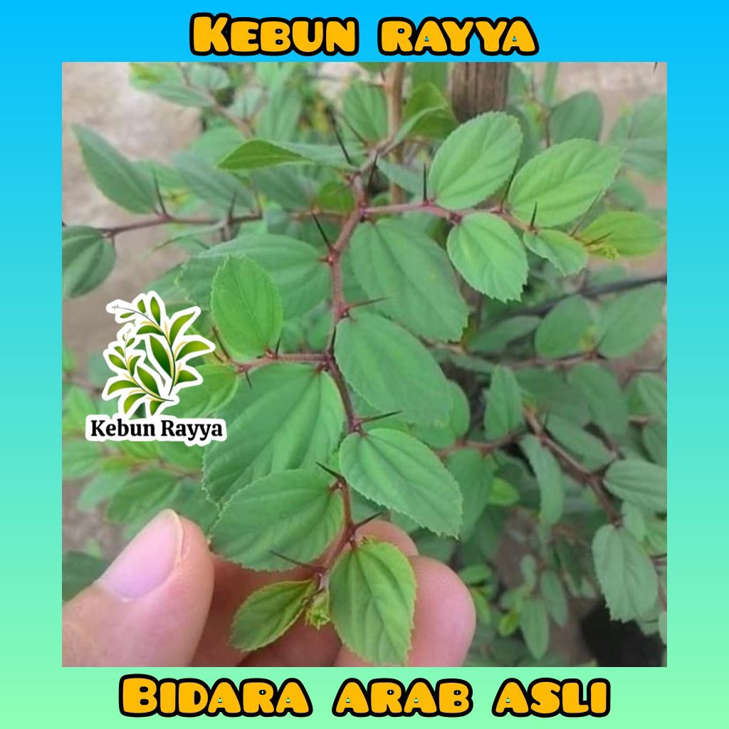 Pohon bidara, Bibit Pohon Bidara Sidr asli arab, bibit pohon bidara rimbun, pohon bidara asli arab