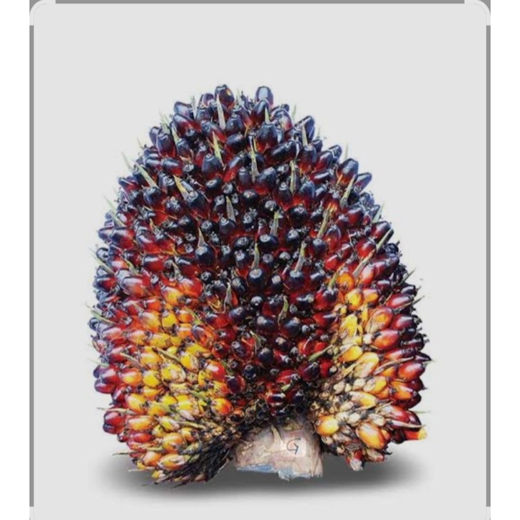 BIBIT BENIH KECAMBAH SAWIT BAH LIAS/LONSUM SUMATRA ORIGINAL