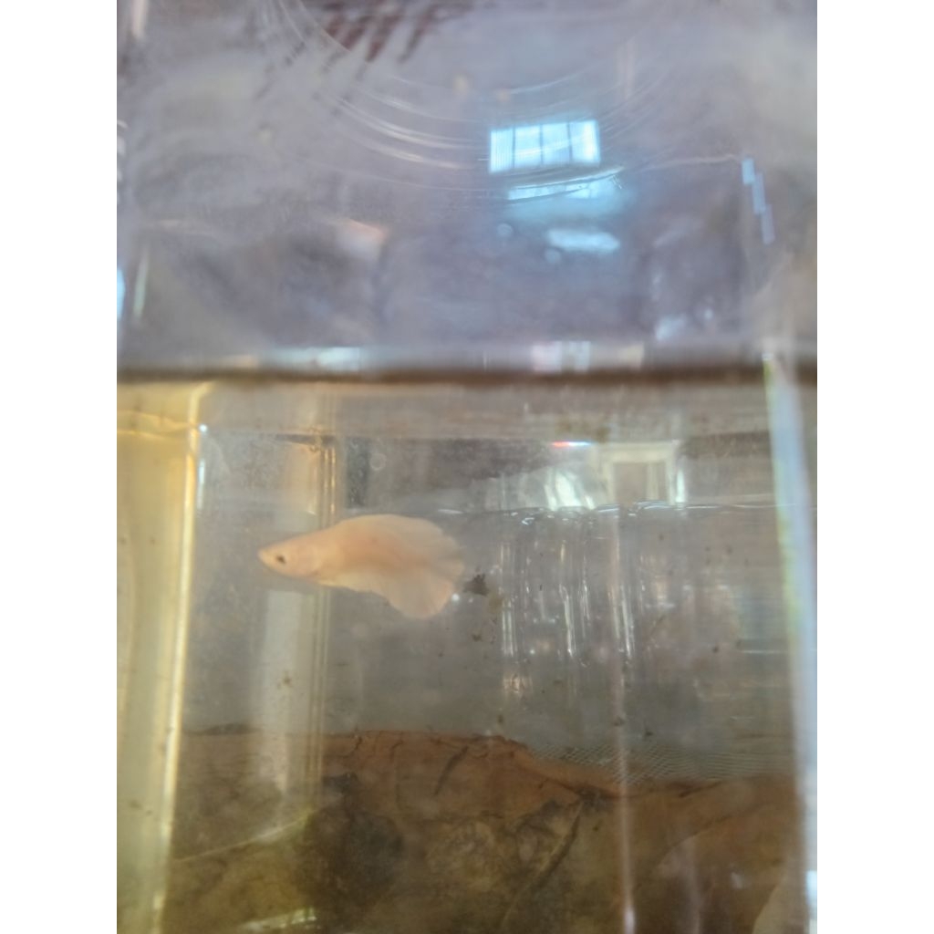 PLAKAT PLATINUM DOUBLE TAIL SB