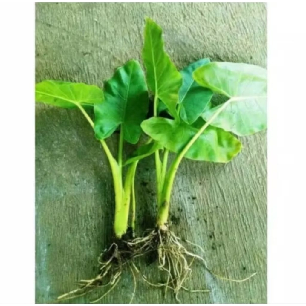 Benih Talas Sente Daun Jumbo - Multifungsi: Pakan Gurame & Hiasan Pot