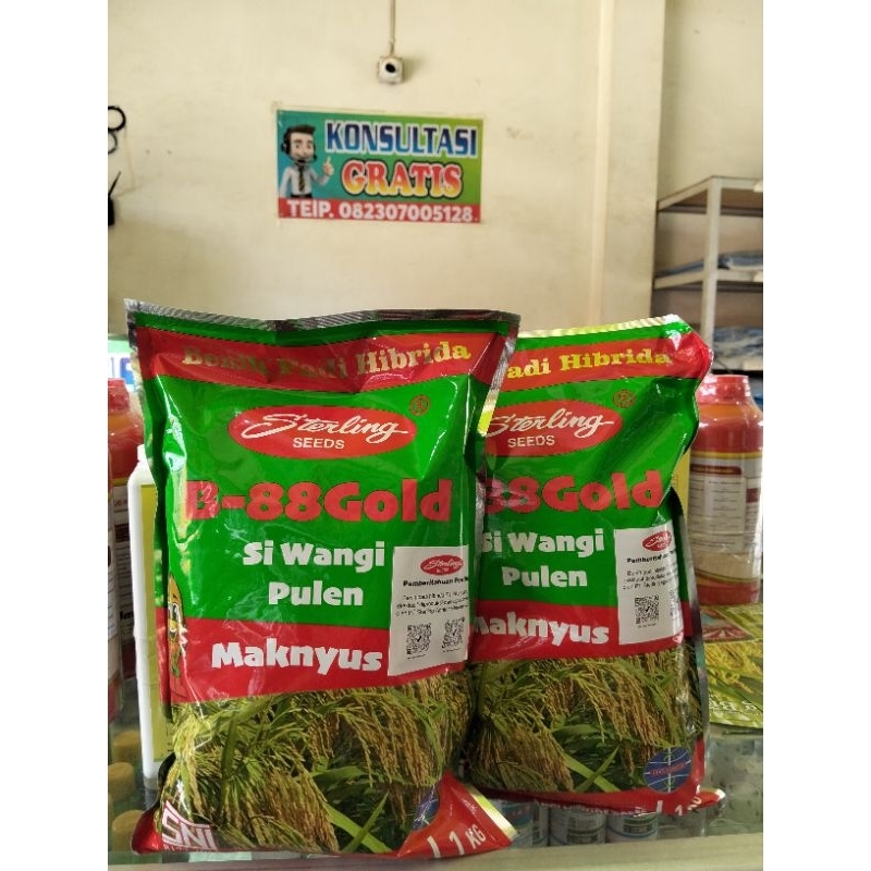 BENIH PADI HIBRIDA B88 GOLD SIWANGI PULEN MAKNYUS