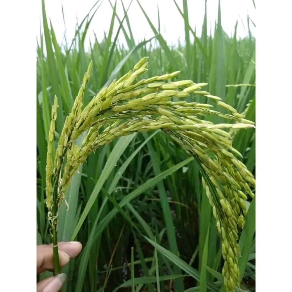 bibit benih padi rajasa 01 kemasan 1kg