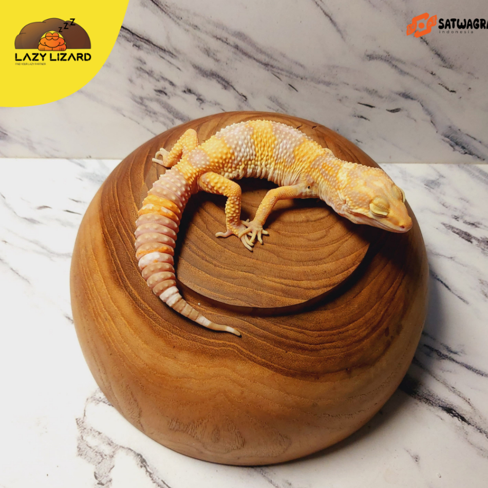 Mainan Anak GECKO Warna MST MACK SNOW TREMPER