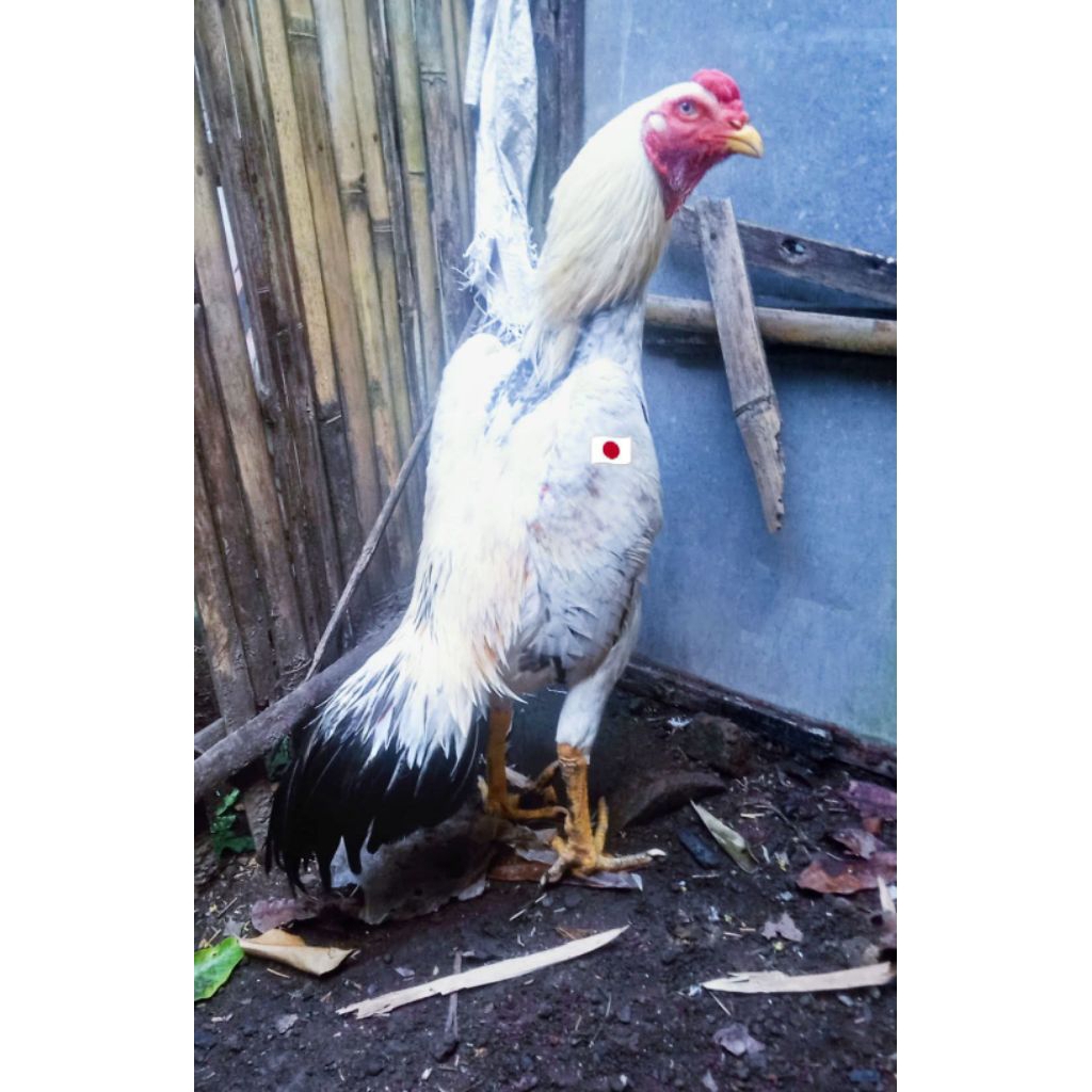 TELUR AYAM SHAMO JEPANG FRESH ORI BERKUALITAS AYAM TRAH JUARA GRADE A