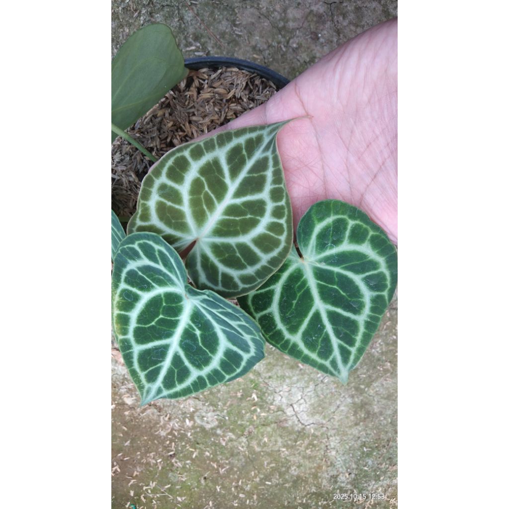 anthurium clarinervium tarantula