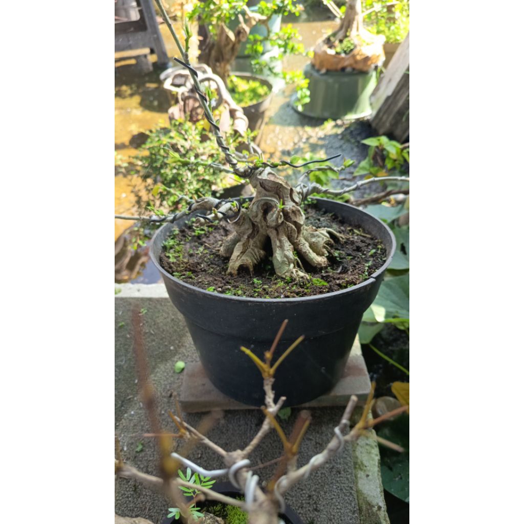 bonsai waru spesial prokar cebol