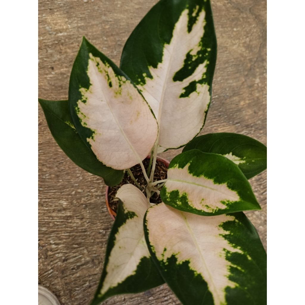 Aglonema Khocin Escada