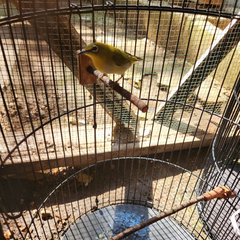 Pleci dakun merapi Jantan mata coklat full set kandang  sudah wiksar ngalas