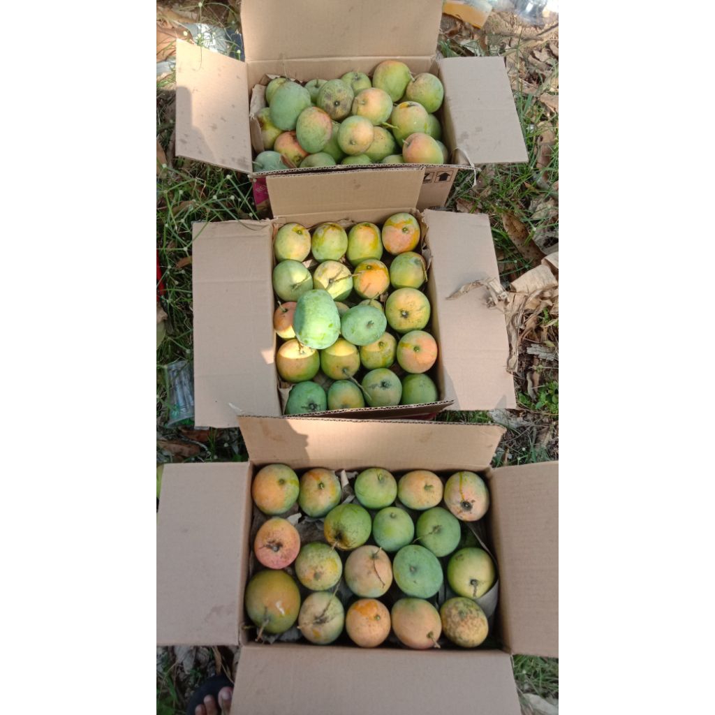 Mangga Gedong Gincu INDRAMAYU