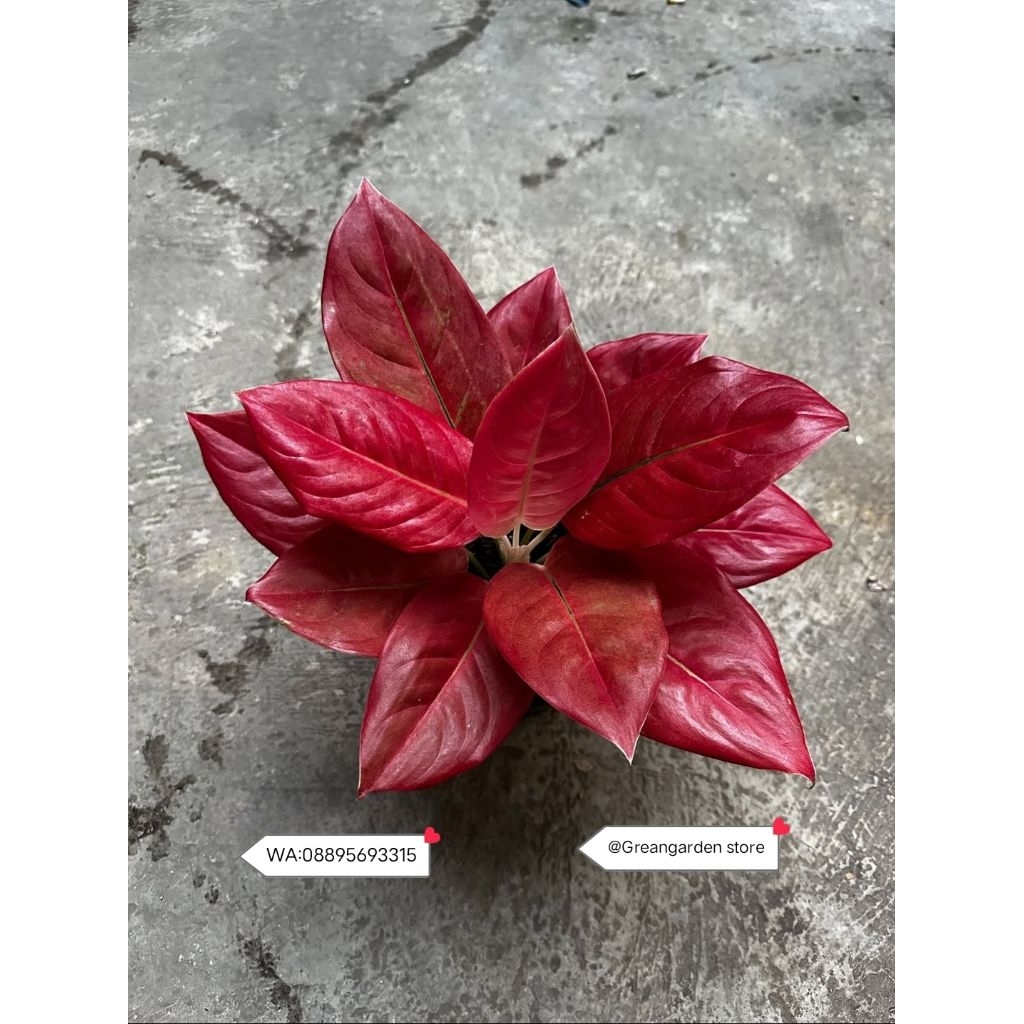 Jual Tanaman Aglonema Kochin Nezkia Red/Tanaman Hias