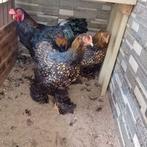 Ayam Hias Brahma Paket Tiga Ekor Warna Gold Lancet