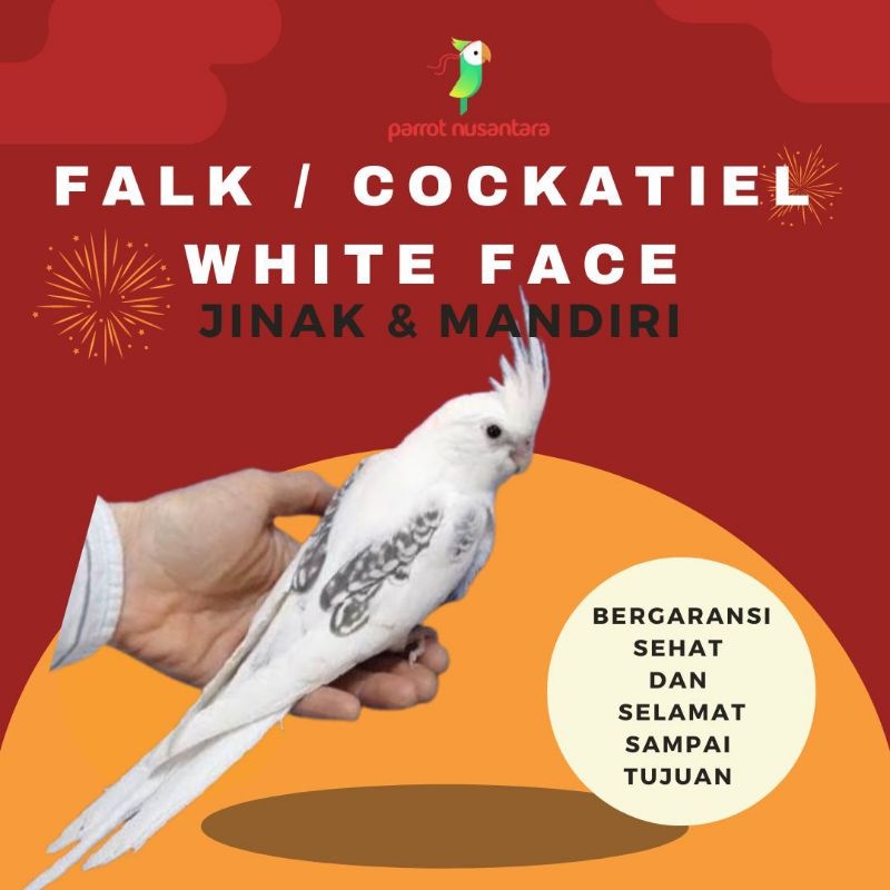 BURUNG PARROT PARKIT AUSTRALIA / FALK COCKATIEL WF WHITE FACE JINAK