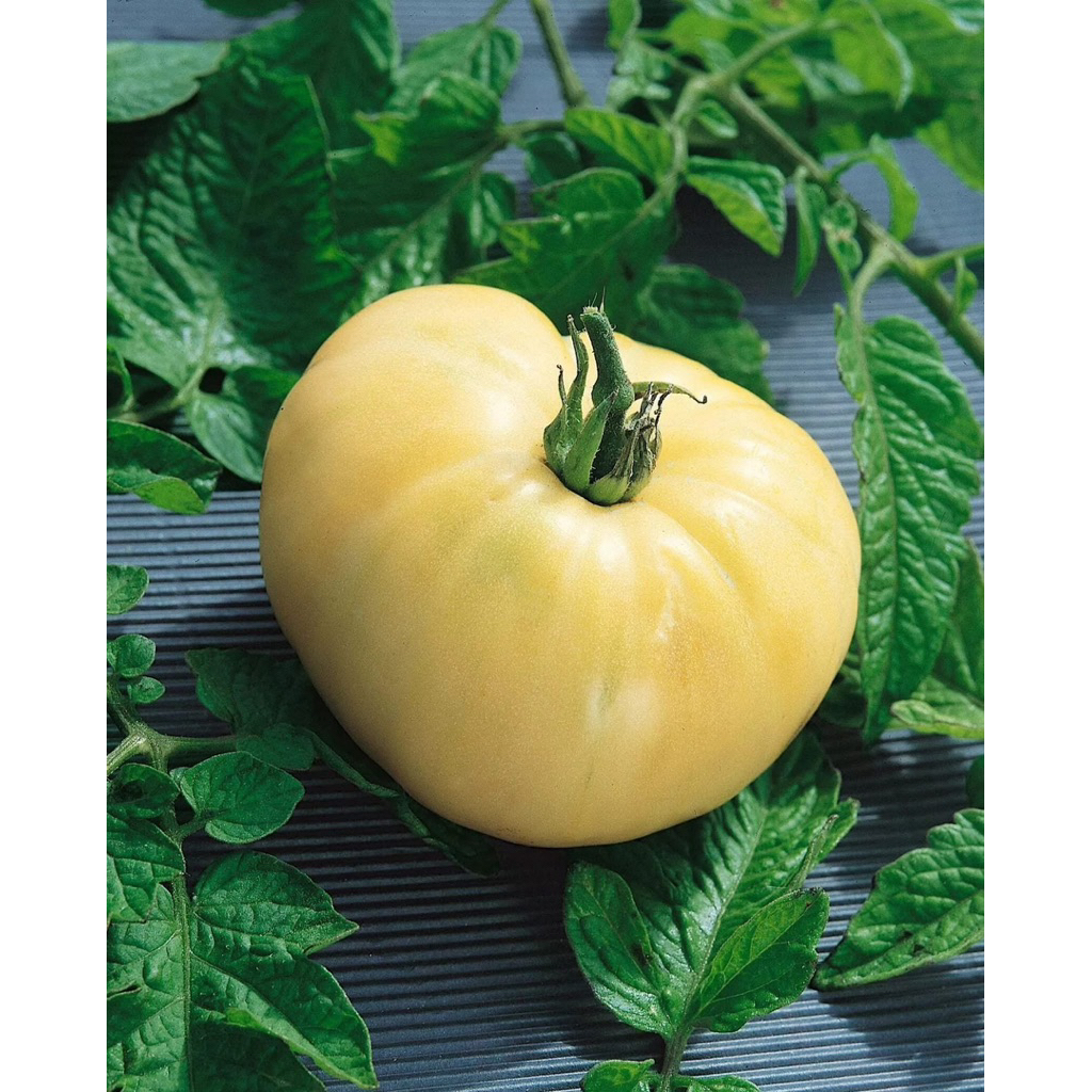 Benih/ Biji Tomat White Beefsteak