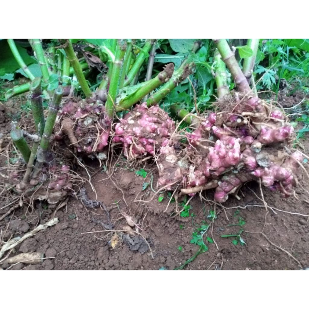 Rimpang / Bibit Yakon