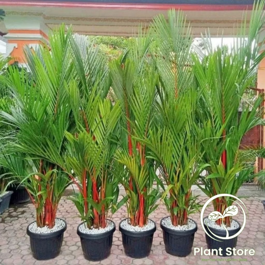 PROMO - Tanaman hias palem pinang merah 1 meter  - Tanaman hias palem merah - Palem merah tanaman hi