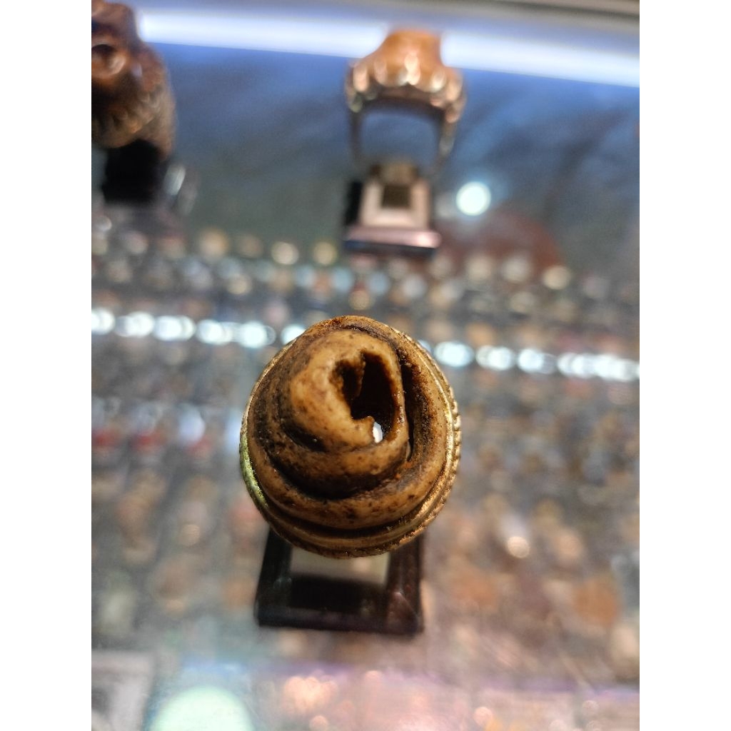 Cincin Fosil keong /Kol Buntet natural alam
