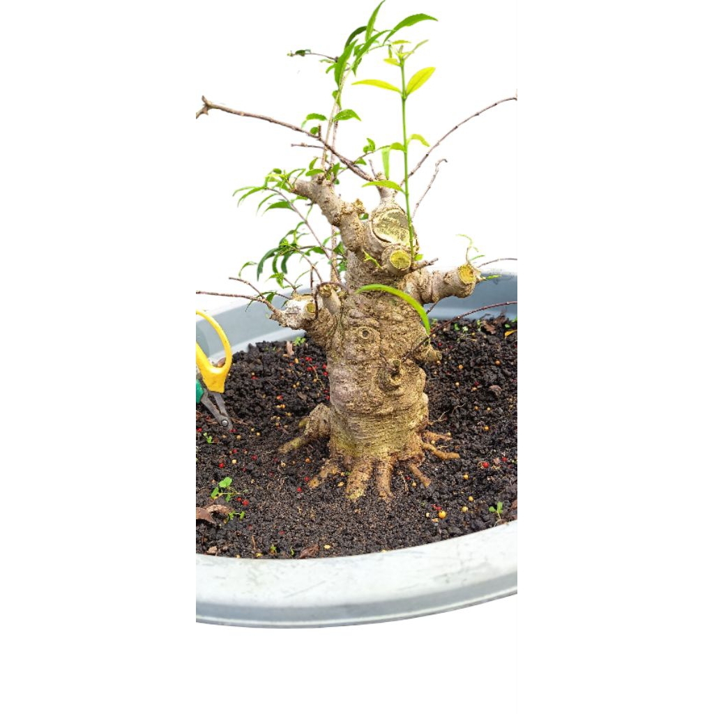 bonsai bahan anput antingputri