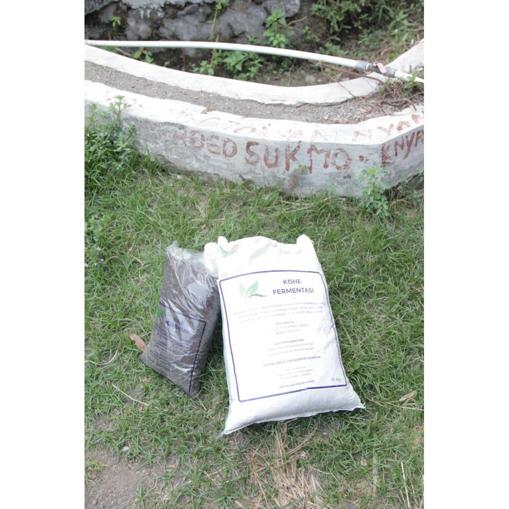 KOHE SAPI FERMENTASI