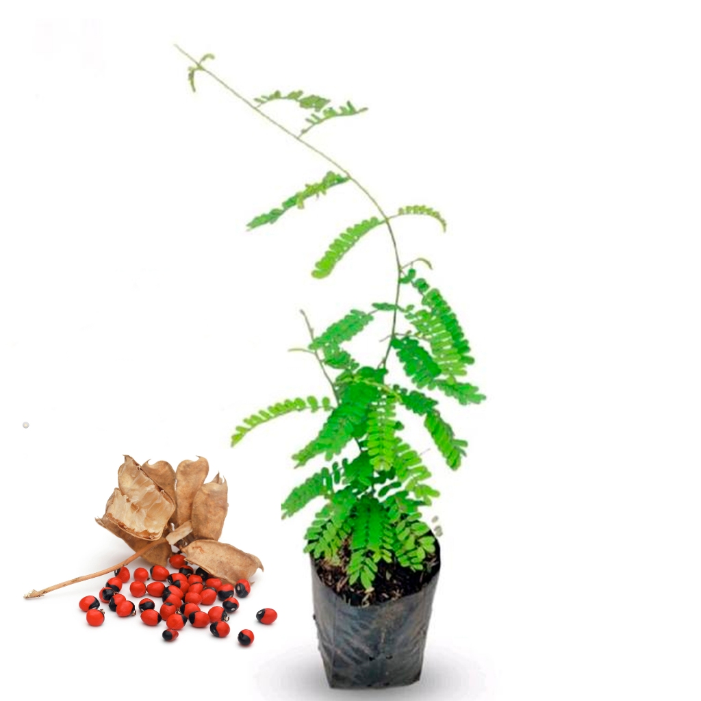 Tanaman herbal daun saga/saga