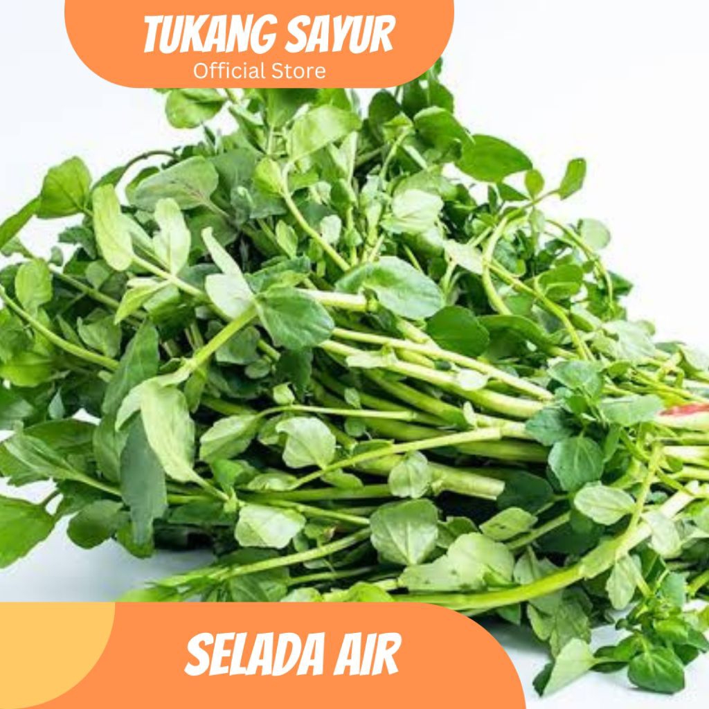 Selada Air Segar Per ikat