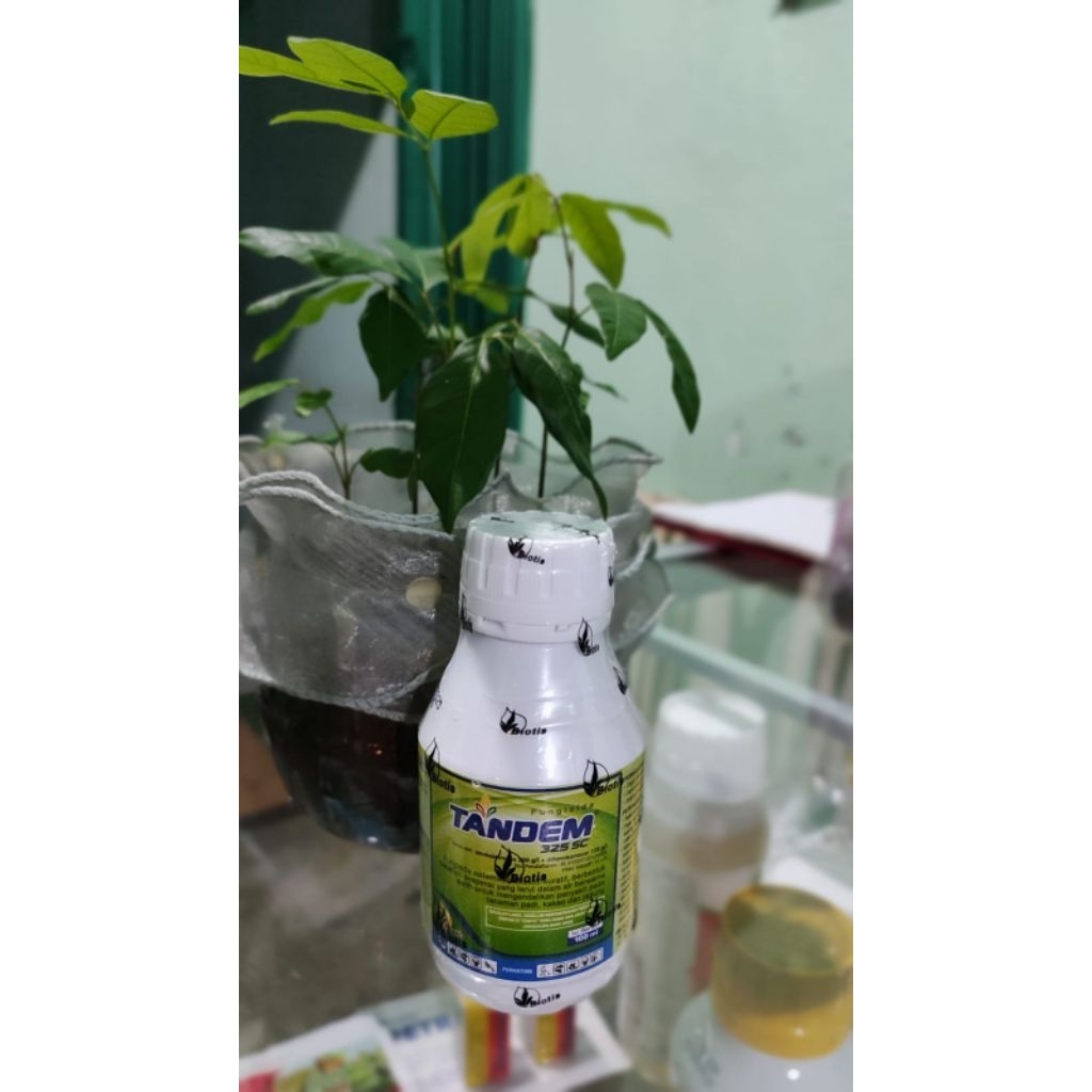 Tandem 325SC fungisida sistemik