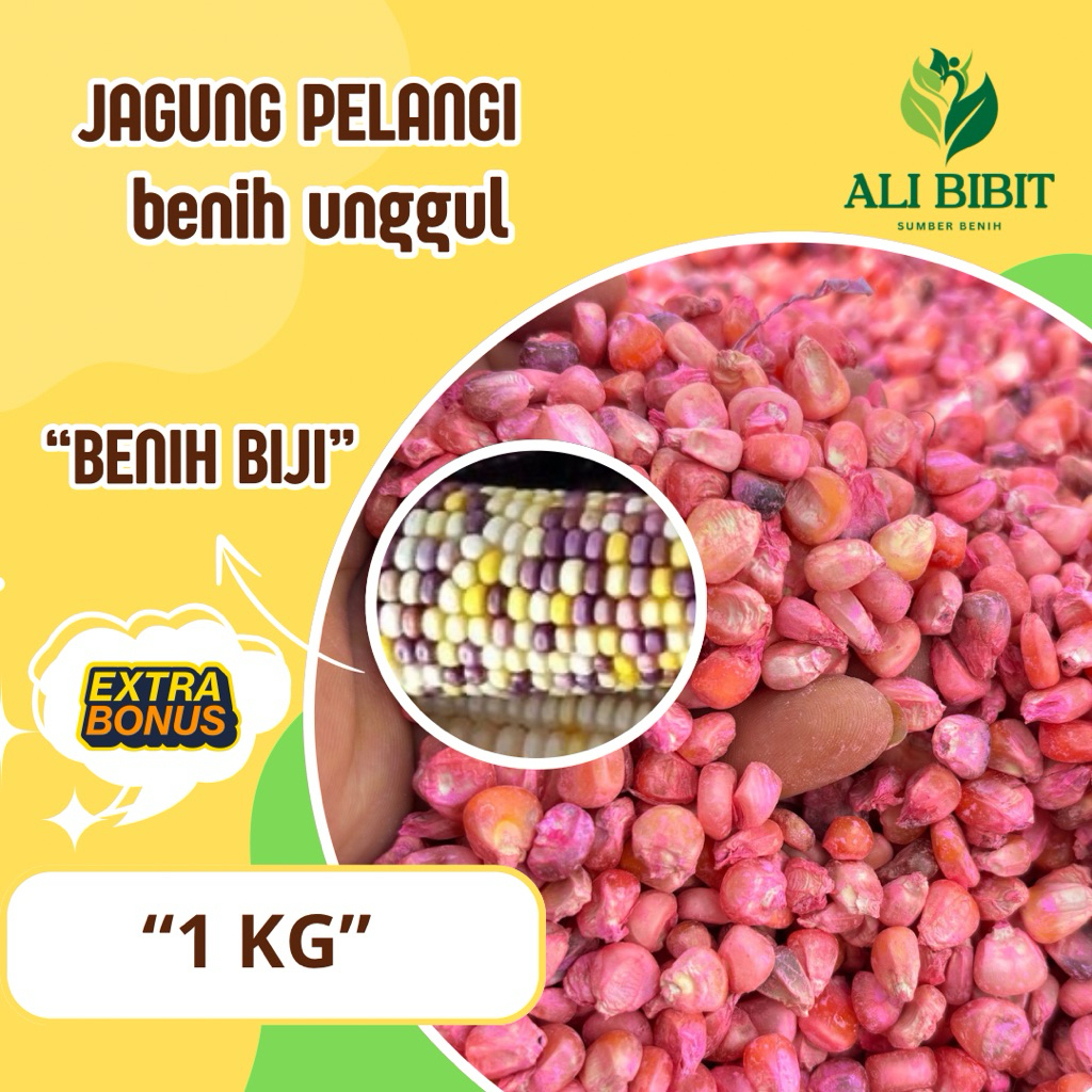 1  KG > Biji Bibit Jagung Pelangi > Benih Jagung Pelangi 4 Warna > Bonus Benih