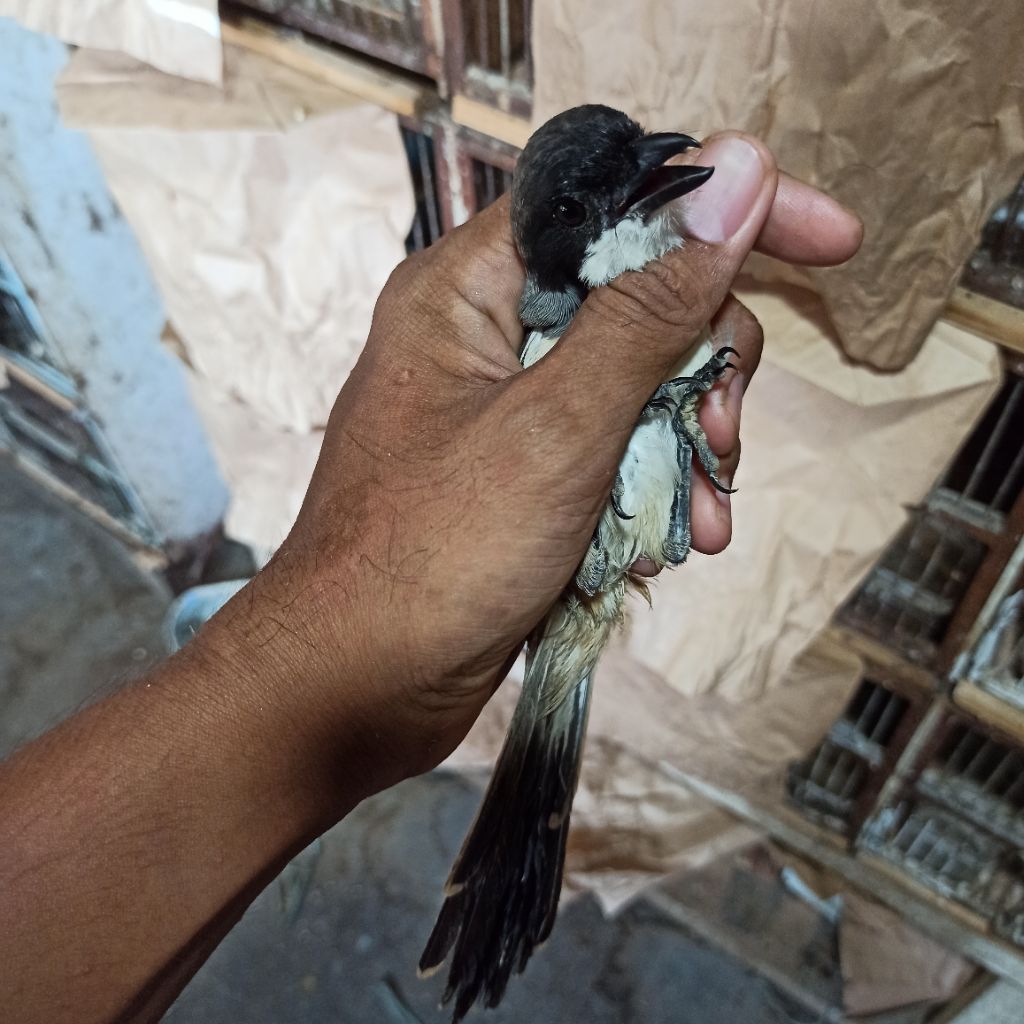 BURUNG PENTET PALA HITAM BLANGKON PILIHAN TERBAIK