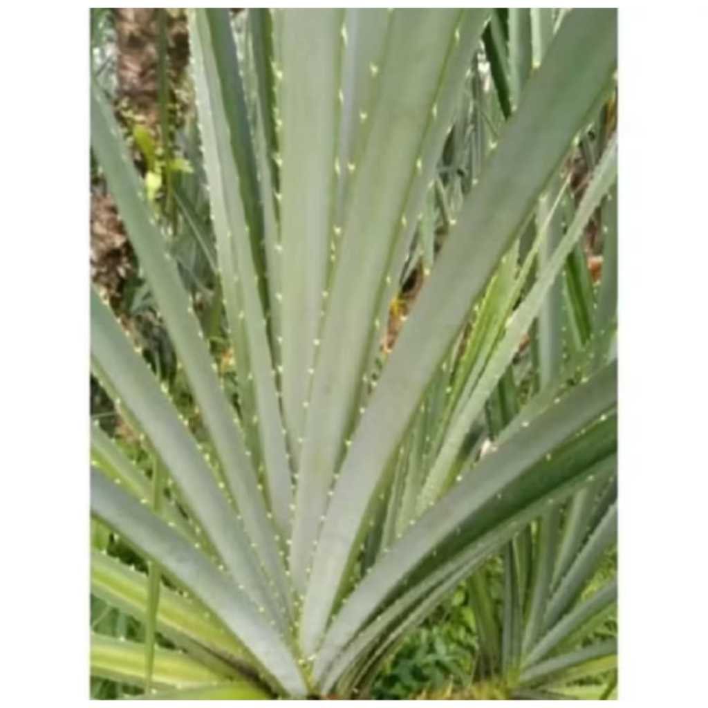 Daun pandan Duri pandan pantai isi 15 lembar daun pandan duri pantai