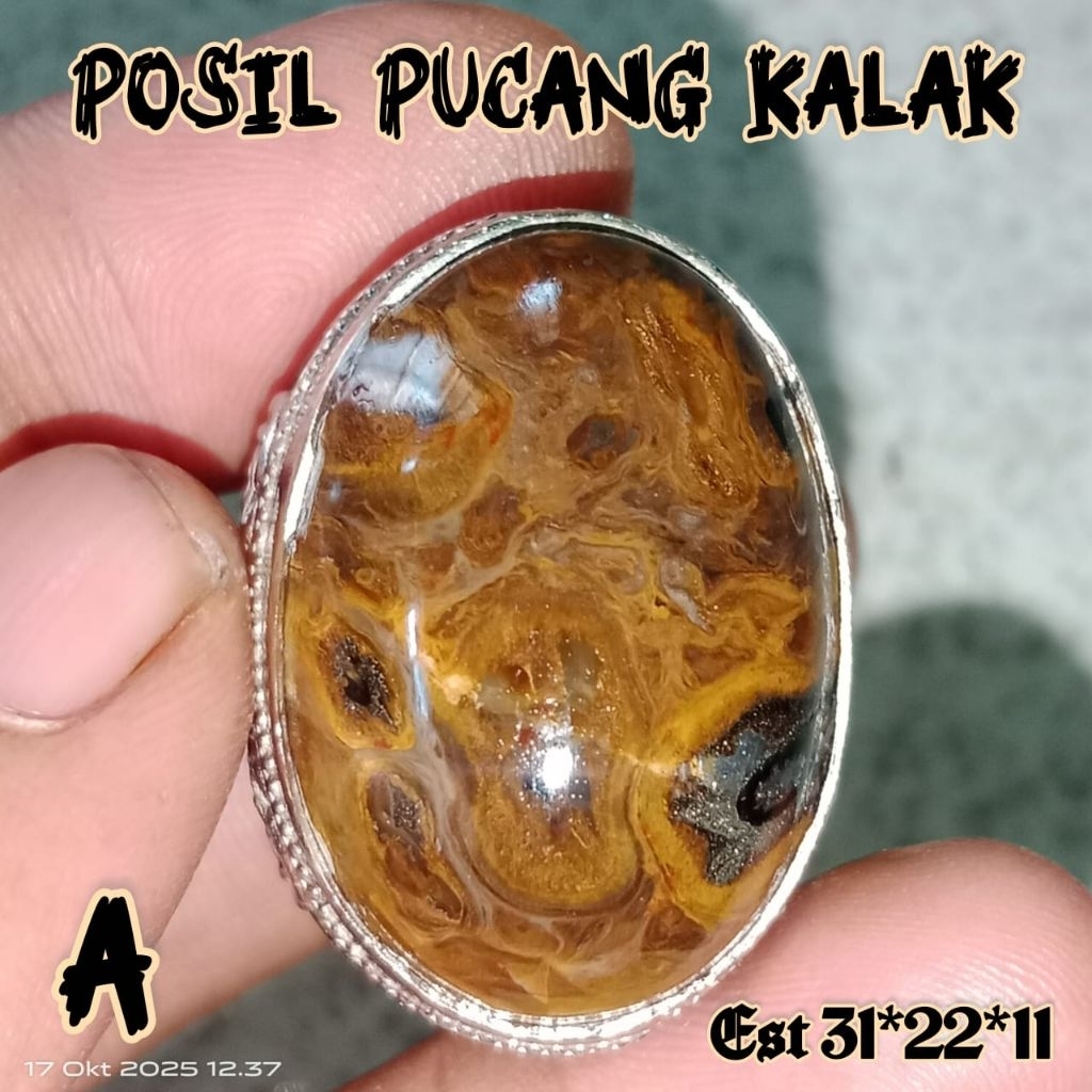 BATU AKIK POSIL PUCANG KALAK SERAT EMAS