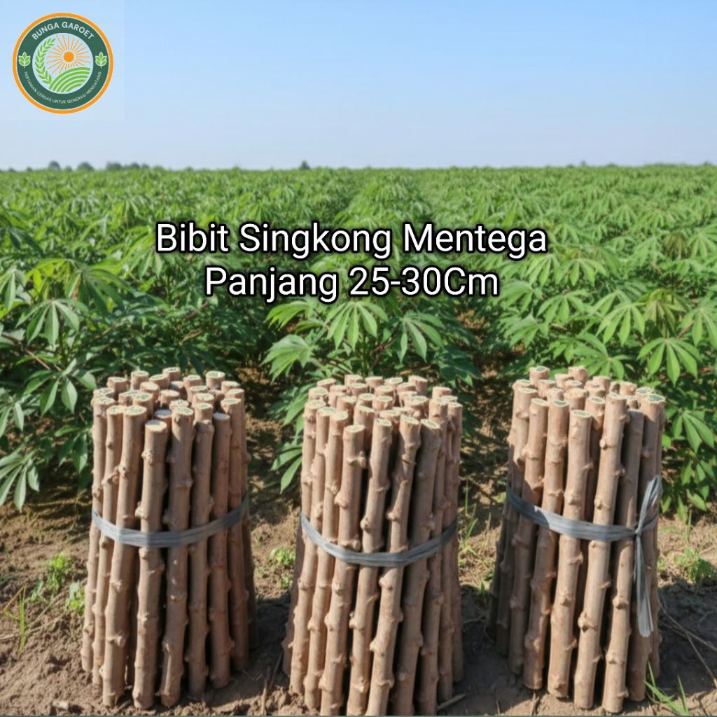 Bibit Stek Singkong mentega /SINGKONG MENTEGA