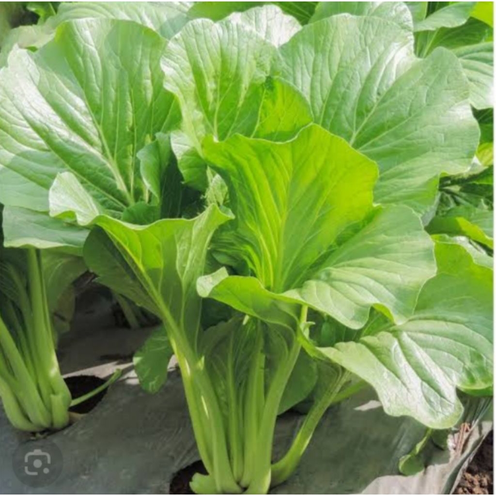 BIBIT SAWI HIJAU BENIH SAWI HIJAU BERKUALITAS TERBAIK