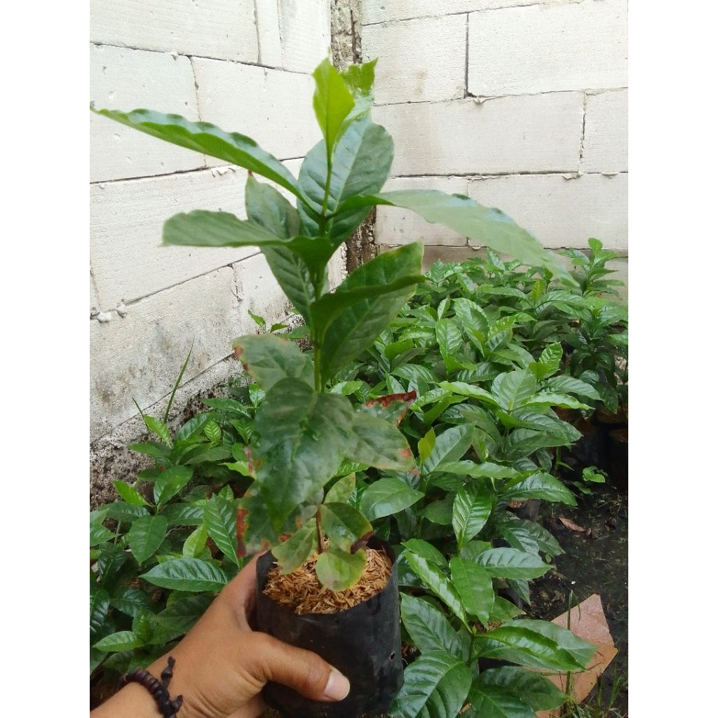 bibit kopi unggul Arabika gayo