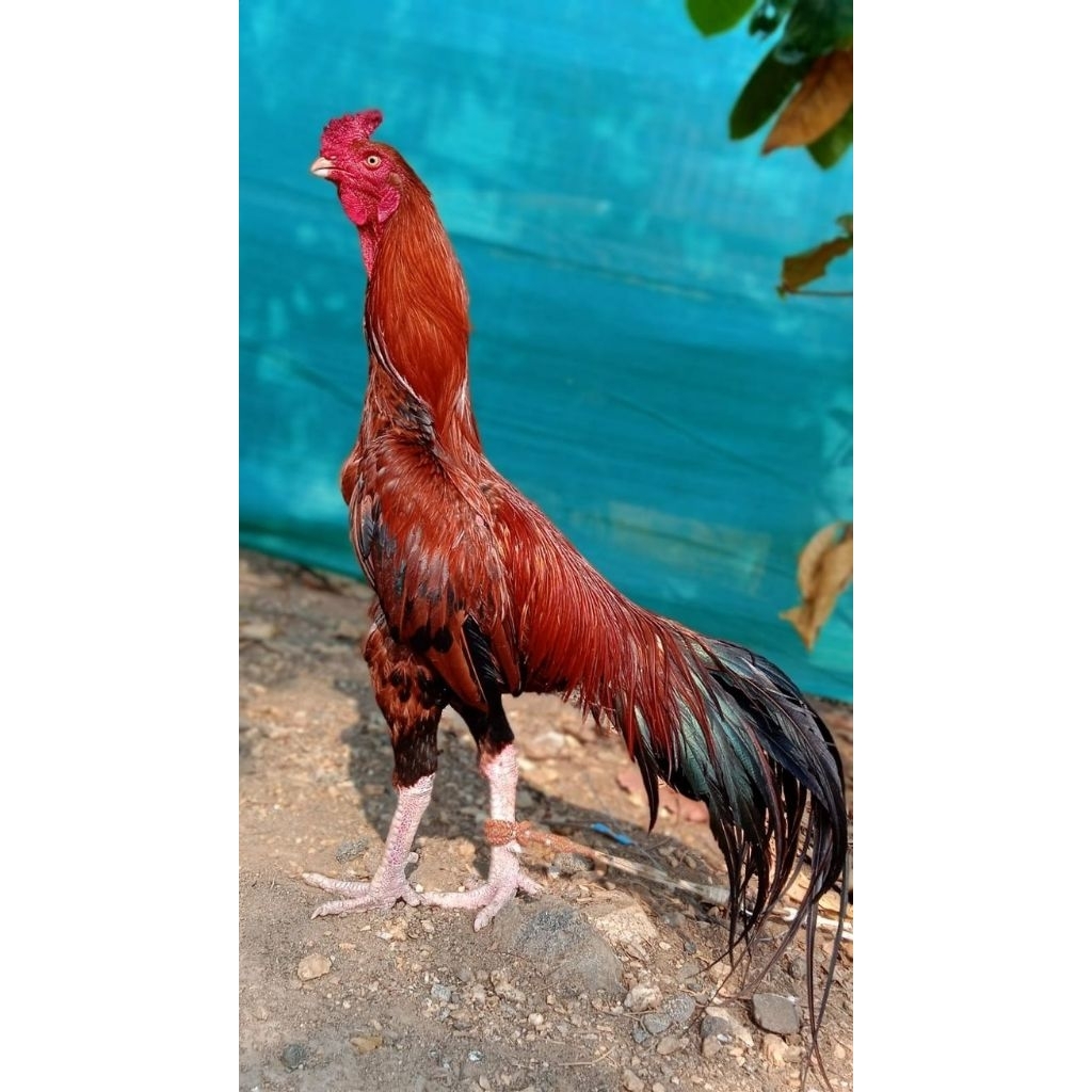 telur ayam plucker USA petarung jawara