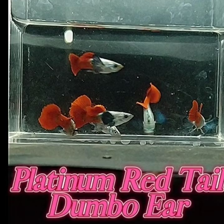 Wallpapper Guppy Platinum Red Tail Dumbo Ear
