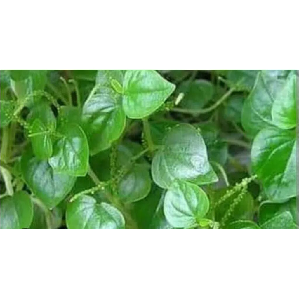 sirih cina/bayam cina 50 gr