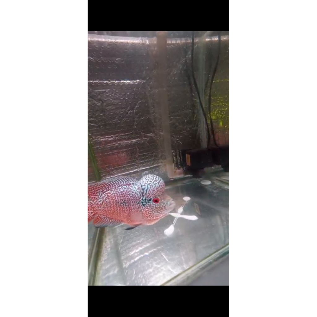 Plastik gambar anak louhan Cencu full mutiara x SRD siap progres