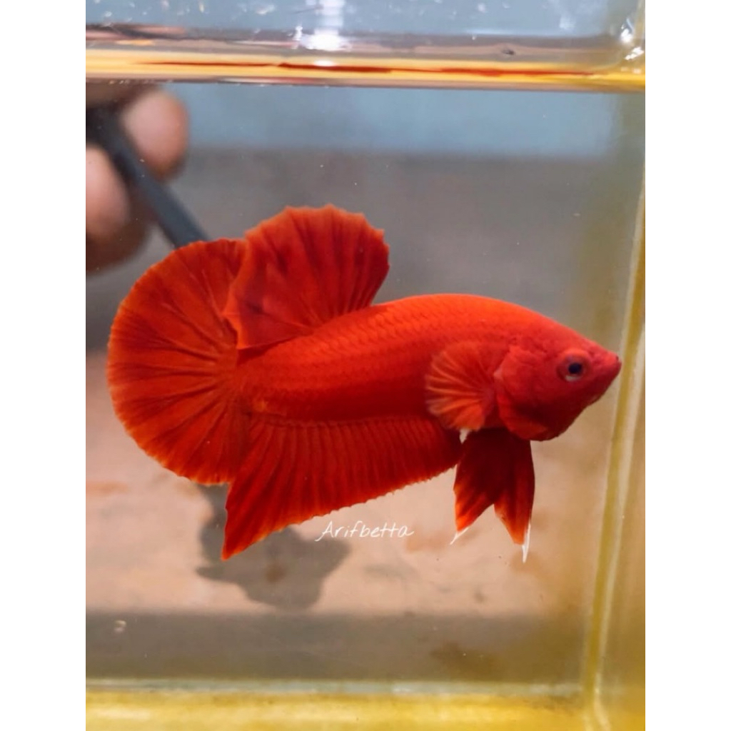 TERMURAH ikan cupang plakat super red paling merah merona pedass