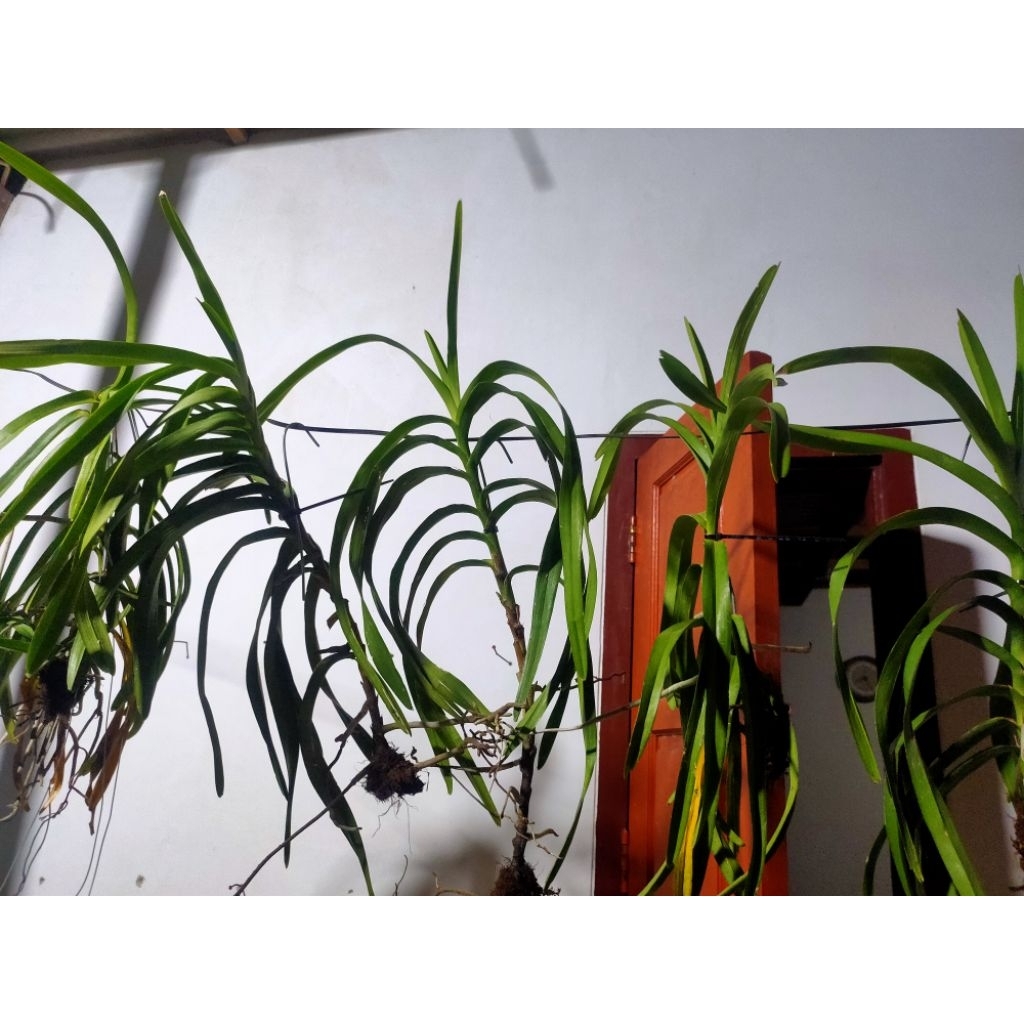 vanda dewasa