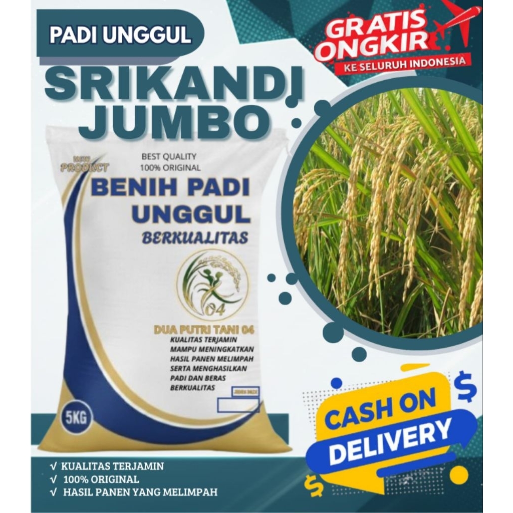 bibit PADI SRIKANDI JUMBO (SAMBO) BIBIT UNGGUL kemasan 5kg