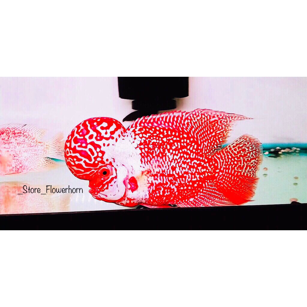 Burayak Louhan GB/GoldenBase FreeMarking