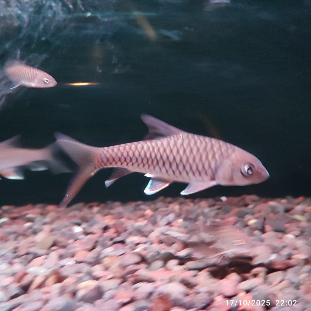 dekorasi MAHSEER tor putitora hb 5-7CM