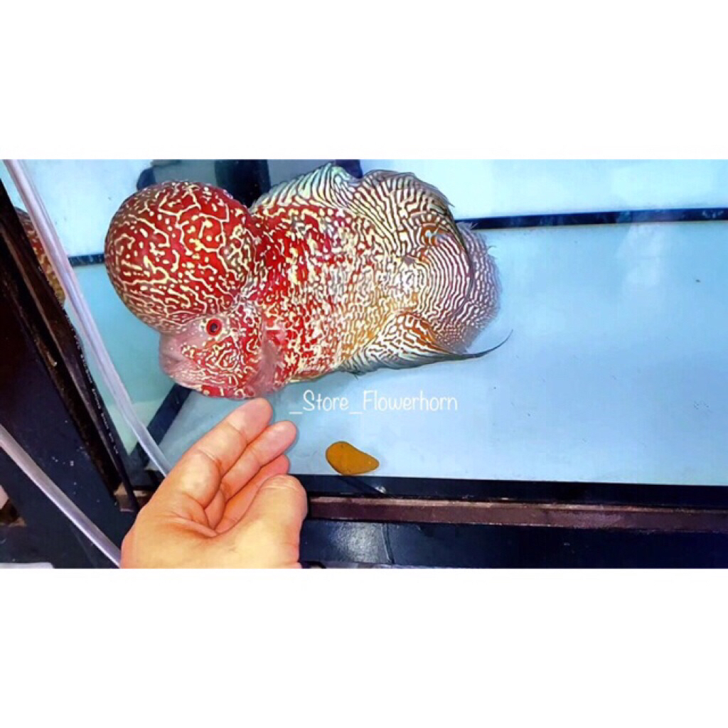 Burayak Louhan Indo Cencu