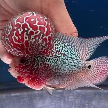 Big Update Burayak Louhan SRM VIP VRS series ✅ Marking full muti