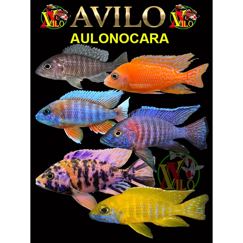 ojek PAKET 10 ikan AULONOCARA afrika siklid siklit ciclid UKURAN kecil ( ada warna )