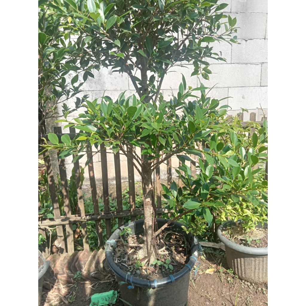 Bahan bonsai beringin kimeng batang besar