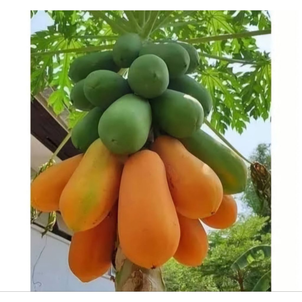 Bibit Pepaya RED LADY Thailand, PREMIUM Super genjah, pendek cepat berbuah