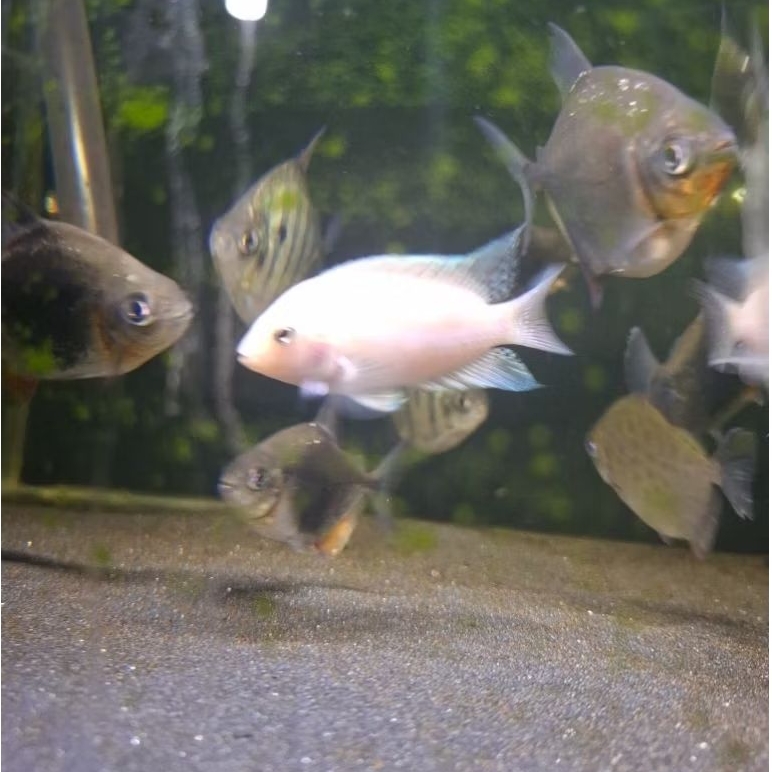 cichlid white convict 7-8cm