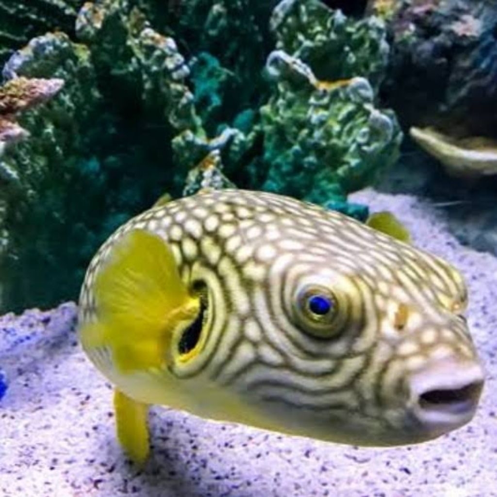 Retic puffer